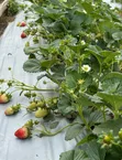 San Andreas Strawberry Seedlings - 5