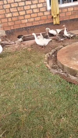 Mature Male Geese for Sale