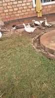 Mature Male Geese for Sale - 1