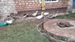 Mature Male Geese for Sale - 2