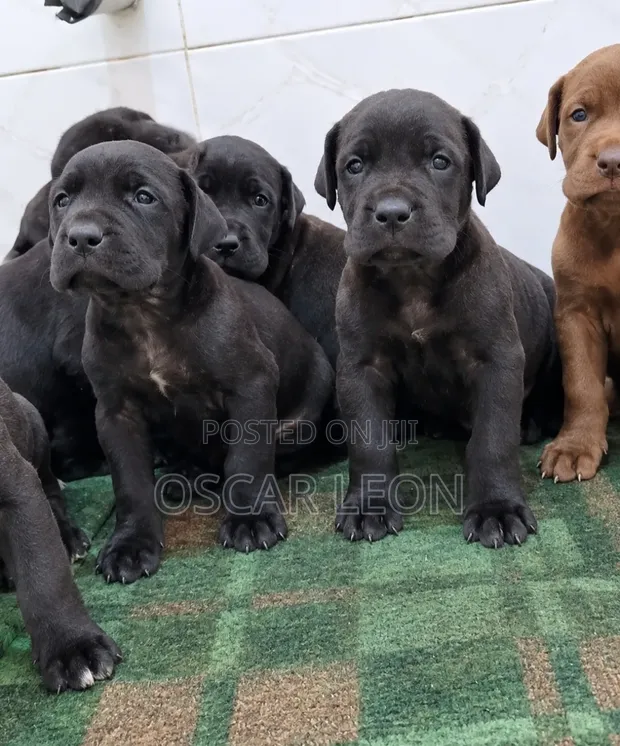 Vibwa Safi vya Great Dane - Miezi 1-3 - 1