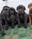 Vibwa Safi vya Great Dane - Miezi 1-3 - 1