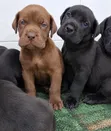 Vibwa Safi vya Great Dane - Miezi 1-3 - 2