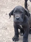 Vibwa Safi vya Great Dane - Miezi 1-3 - 3