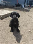 Vibwa Safi vya Great Dane - Miezi 1-3 - 4