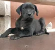 Vibwa Safi vya Great Dane - Miezi 1-3 - 5
