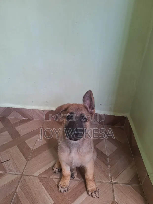 1-3 Month Male Purebred German Shepherd Puppy - 1