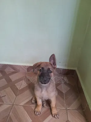 1-3 Month Male Purebred German Shepherd Puppy