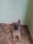 1-3 Month Male Purebred German Shepherd Puppy - 1