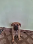 1-3 Month Male Purebred German Shepherd Puppy - 2