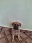 1-3 Month Male Purebred German Shepherd Puppy - 3