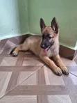 1-3 Month Male Purebred German Shepherd Puppy - 4