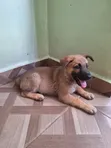 1-3 Month Male Purebred German Shepherd Puppy - 5
