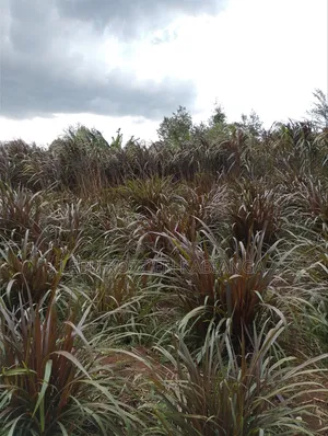 Red Napier Grass - High Protein Forage