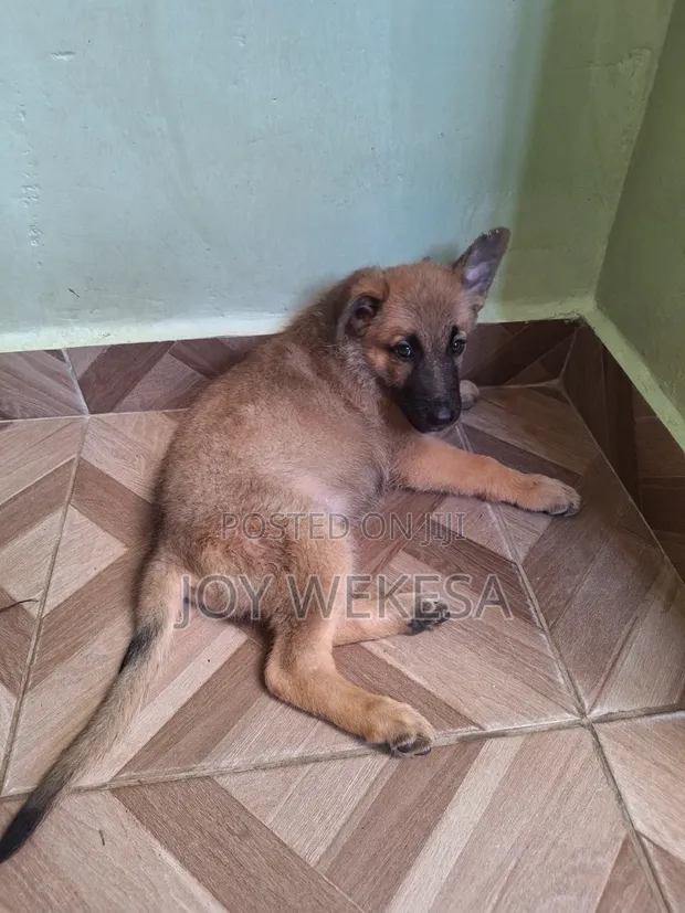 Kinda wa Kike wa German Shepherd Safi (Miezi 1-3) - 1