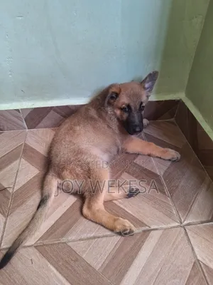 Kinda wa Kike wa German Shepherd Safi (Miezi 1-3)