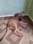 Kinda wa Kike wa German Shepherd Safi (Miezi 1-3) - 1
