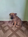 Kinda wa Kike wa German Shepherd Safi (Miezi 1-3) - 2