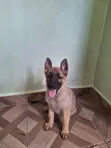 Kinda wa Kike wa German Shepherd Safi (Miezi 1-3) - 3