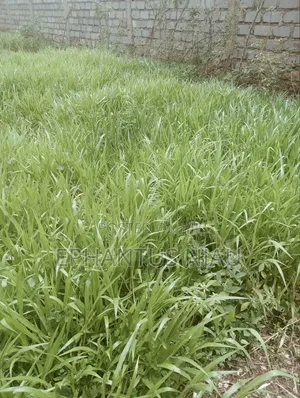 Brachiaria Grass Splits Per 20