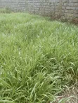 Brachiaria Grass Splits Per 20 - 1