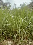 Brachiaria Grass Splits Per 20 - 2