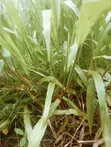 Brachiaria Grass Splits Per 20 - 3