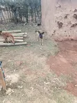 Mbwa wa Kijerumani Safi, Miezi 6-12 Kiume - 2