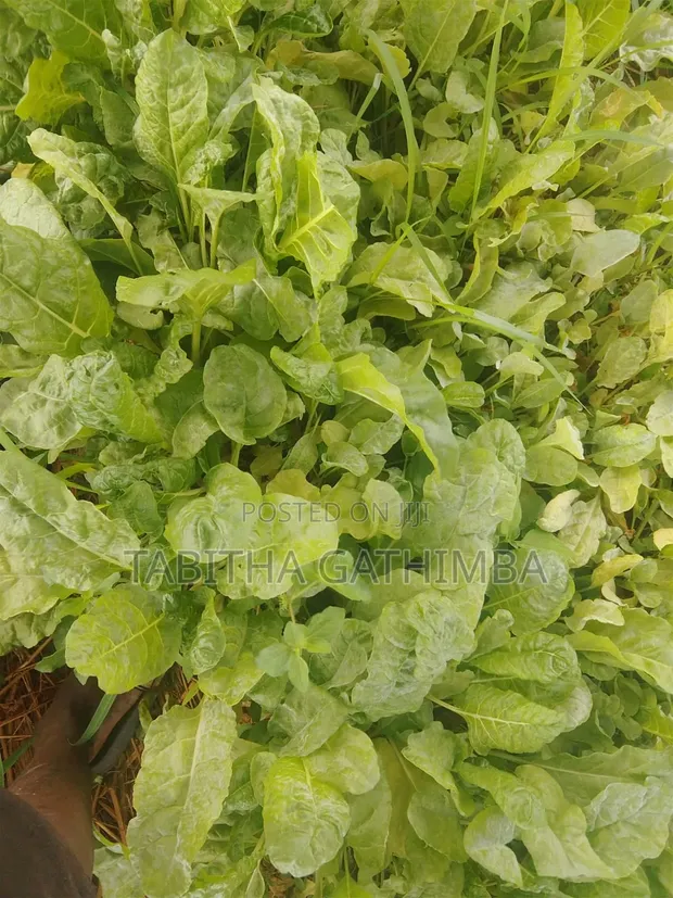 Quality Vegetable Seedlings for Sale - 1