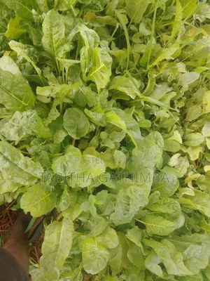 Quality Vegetable Seedlings for Sale