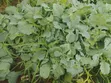Quality Vegetable Seedlings for Sale - 2