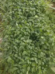 Quality Vegetable Seedlings for Sale - 3