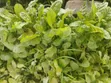Quality Vegetable Seedlings for Sale - 4