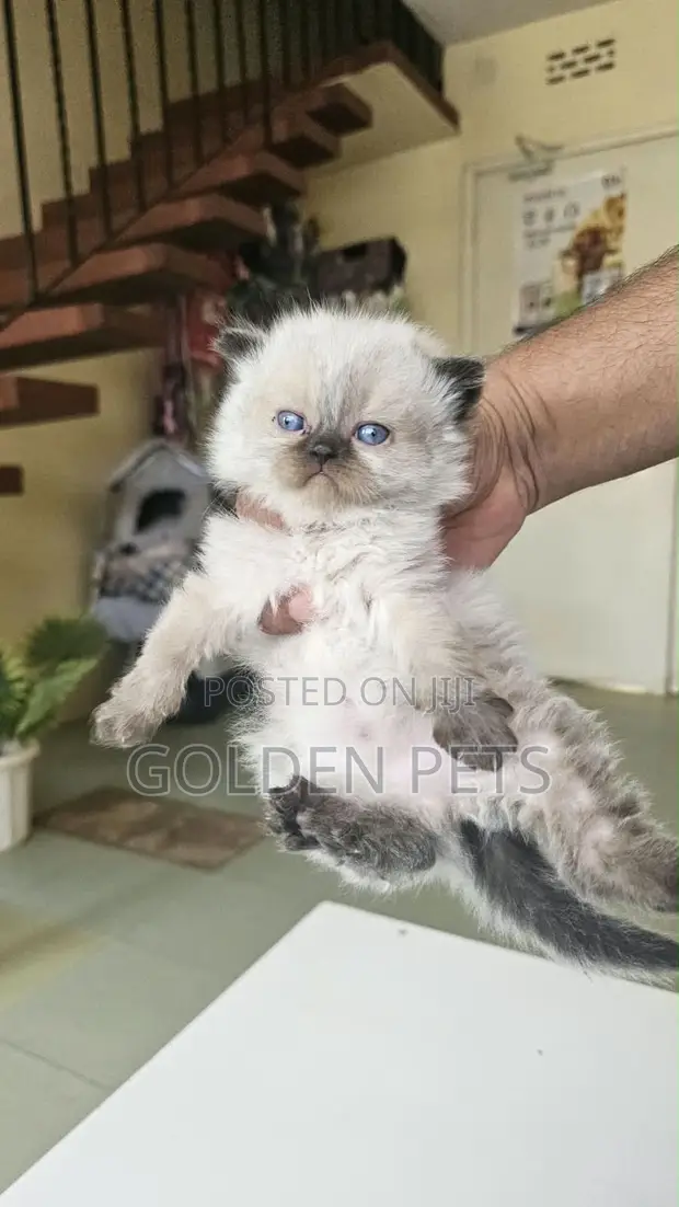 Kitten wa Kisasa wa Kiajemi - Miezi 1-3 - 1