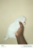 0-1 Month Female Purebred Japanese Spitz Puppy - 2