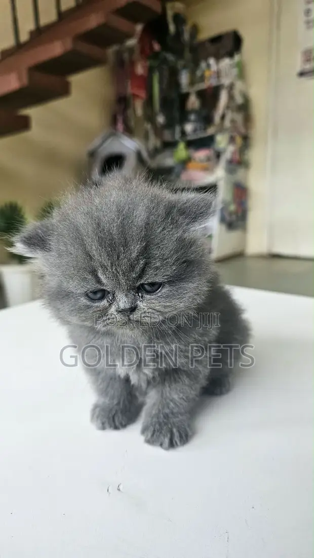 Purebred Persian Kitten - 1-3 Months Old - 1