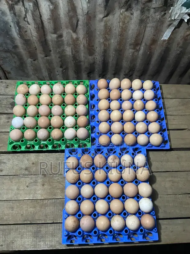 Kiuna Farm Kienyenji Eggs - 1