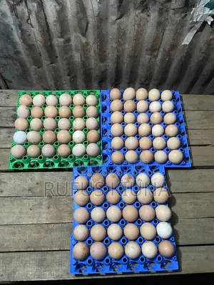 Kiuna Farm Kienyenji Eggs