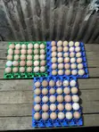 Kiuna Farm Kienyenji Eggs - 1