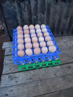 Fresh Kienyenji Eggs