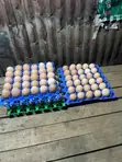 Fresh Kienyenji Eggs - 2