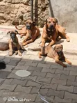 Mbwa Mzazi wa Boerboel Jike, Miezi 6-12 - 2