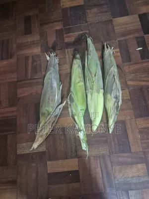 Fresh Green Maize Cobs