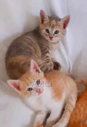 Purebred Tabby Kitten - 3-6 Months Male