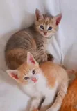 Purebred Tabby Kitten - 3-6 Months Male - 1