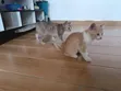 Purebred Tabby Kitten - 3-6 Months Male - 2