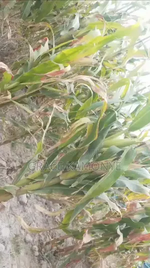 Fresh Green Maize