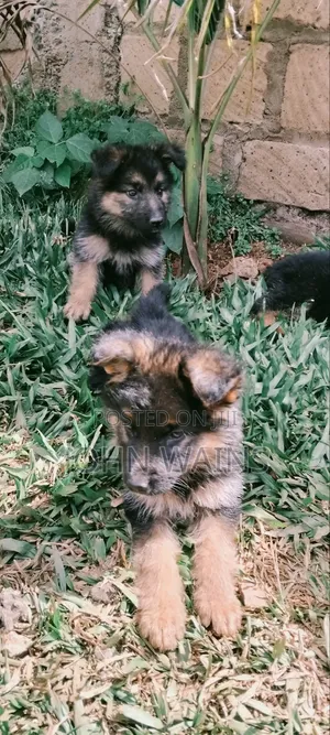 1-3 Month Female Purebred German Shepherd