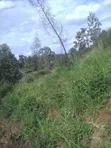 Quarter Acre Land for Sale in Karia, Nderi - 4