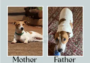 Purebred Jack Russell Terrier Puppies (Male)